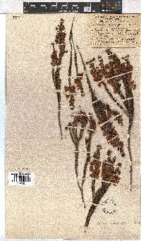 Erica axilliflora image