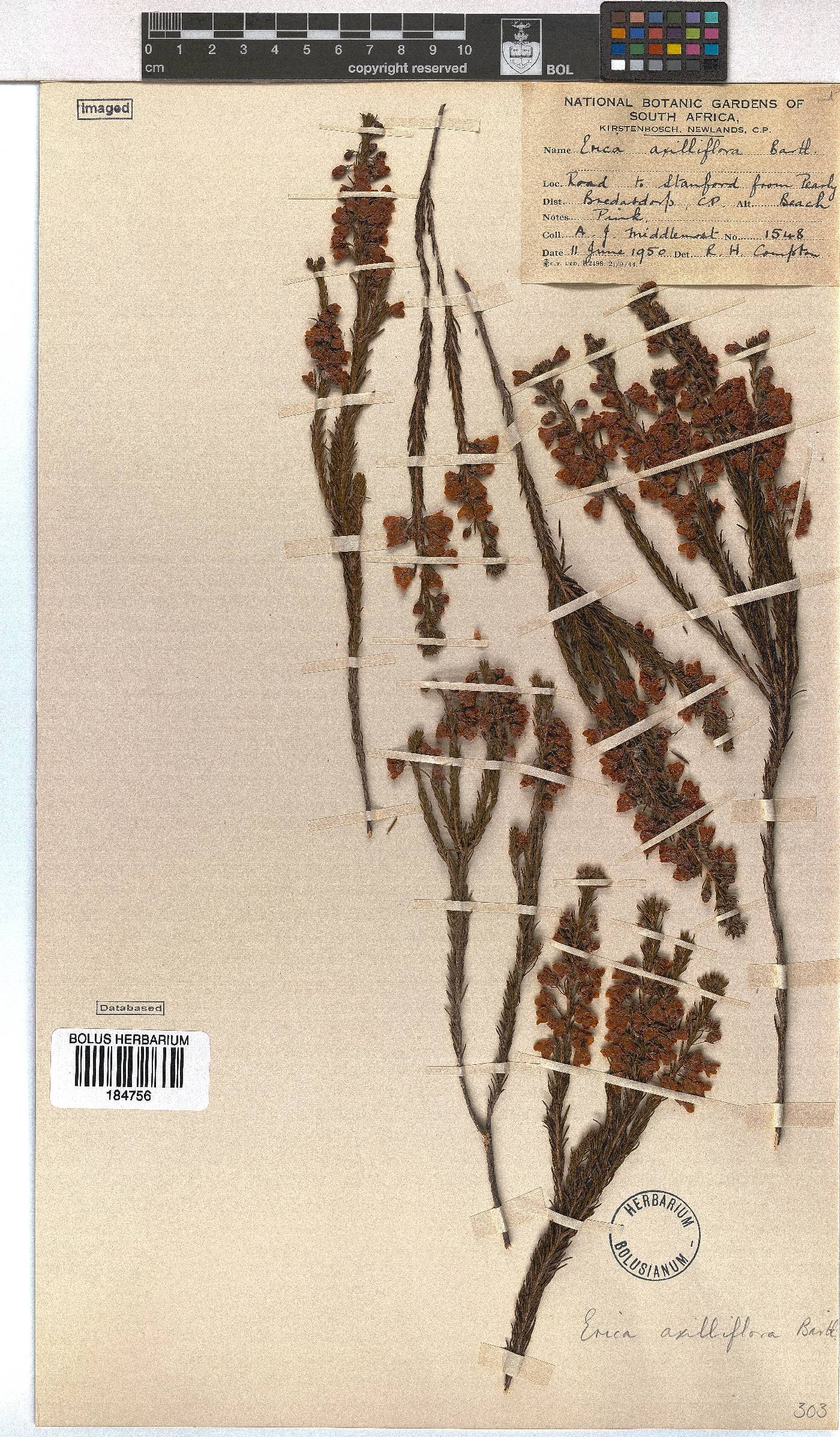 Erica axilliflora image