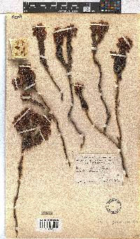 Erica pulvinata image