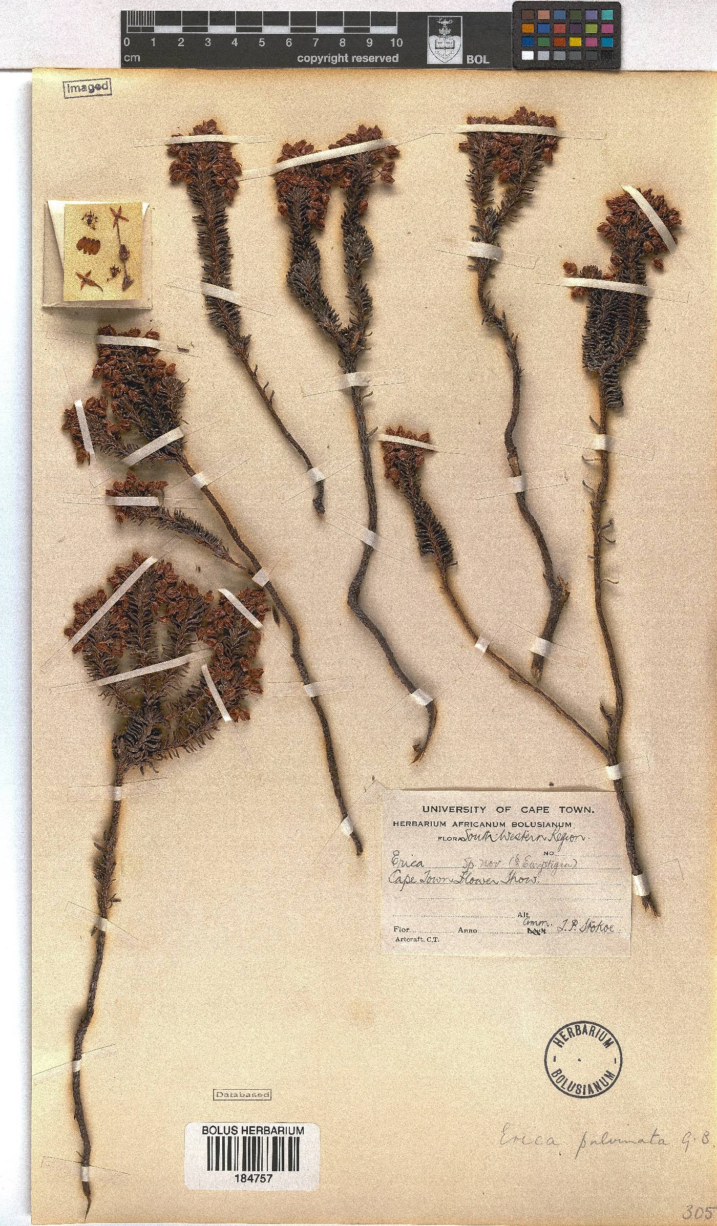 Erica pulvinata image