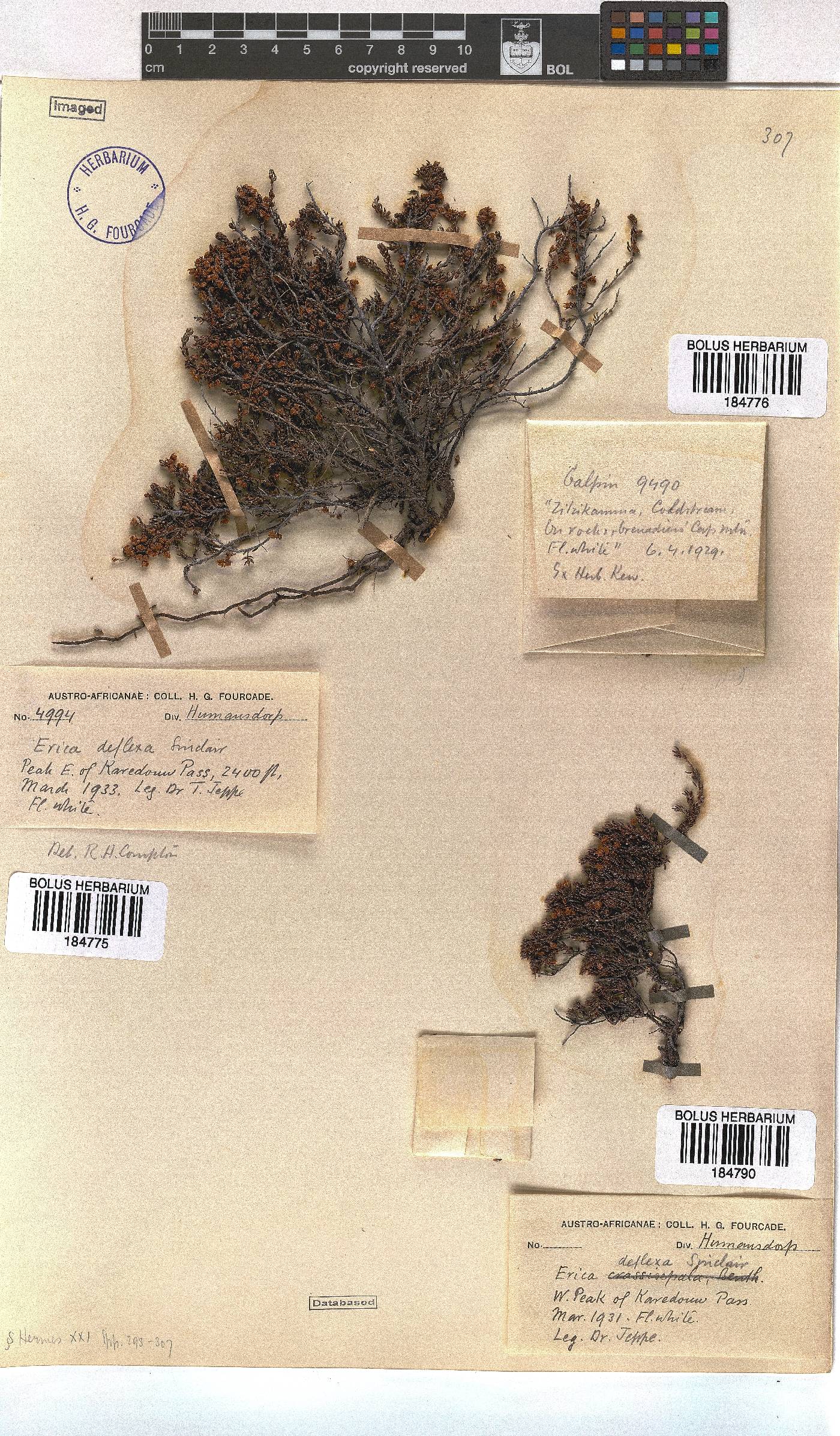 Erica deflexa image