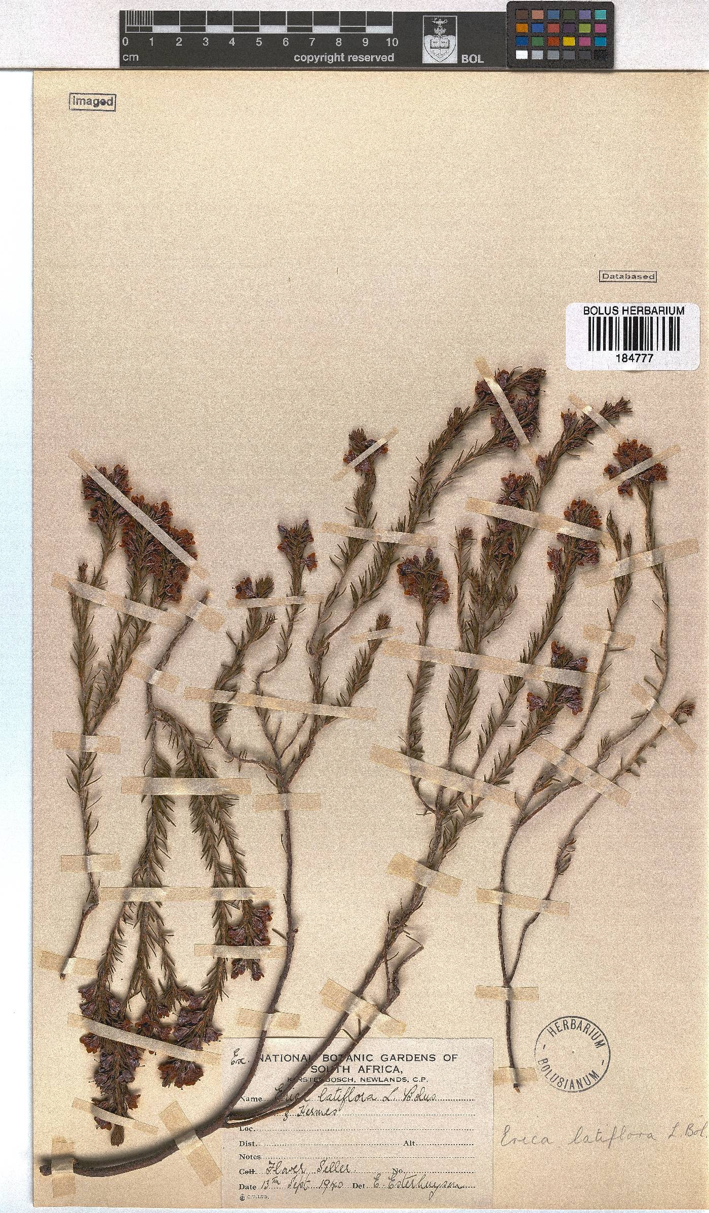 Erica latiflora image