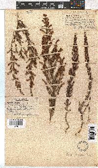 Erica woodii subsp. woodii image