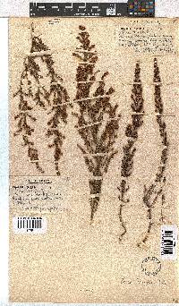 Erica woodii subsp. woodii image