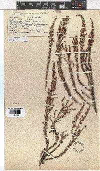 Erica woodii subsp. woodii image