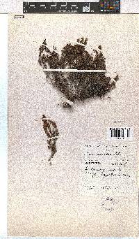 Erica woodii subsp. woodii image