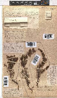 Erica woodii subsp. woodii image