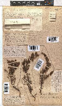 Erica woodii subsp. woodii image