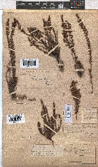 Erica woodii subsp. woodii image