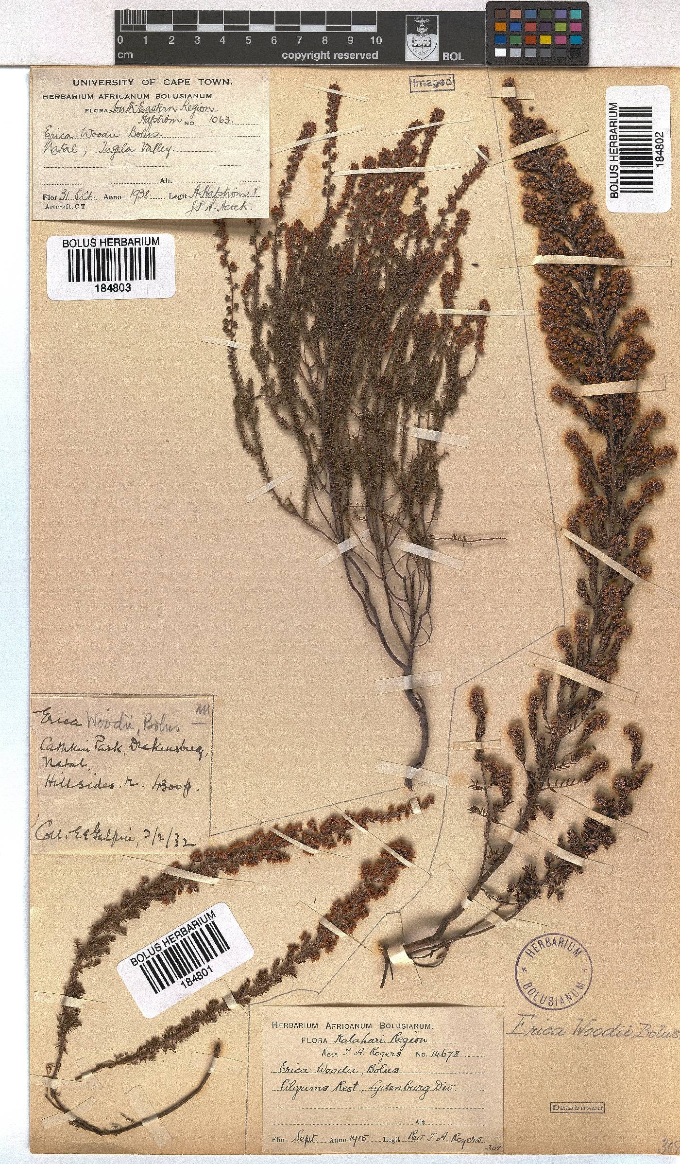 Erica woodii image
