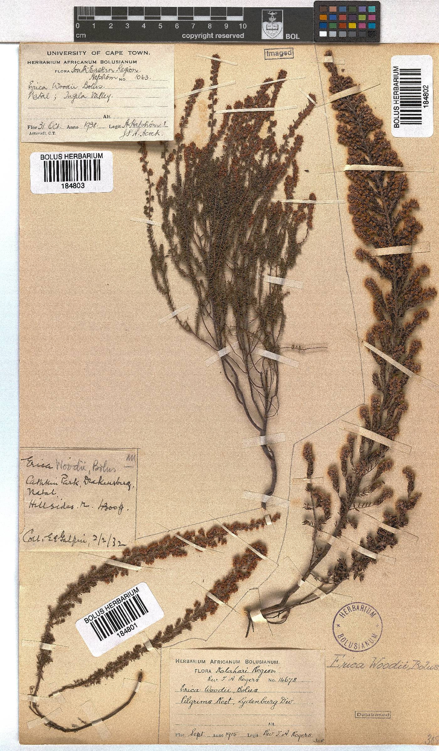 Erica woodii image