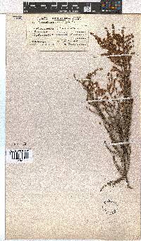 Erica woodii subsp. woodii image