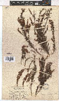 Erica woodii subsp. woodii image