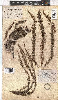 Erica woodii subsp. woodii image