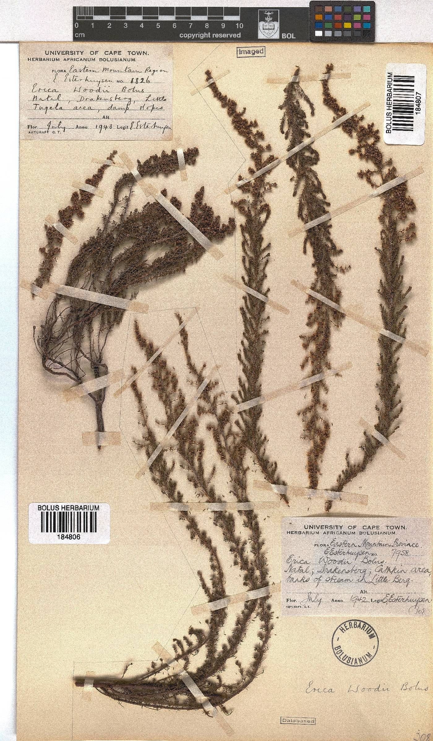 Erica woodii image