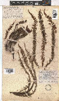 Erica woodii subsp. woodii image