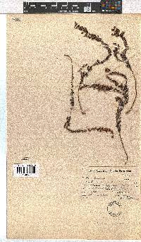 Erica woodii subsp. woodii image