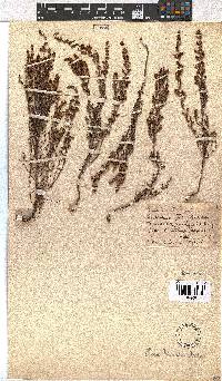 Erica woodii subsp. woodii image