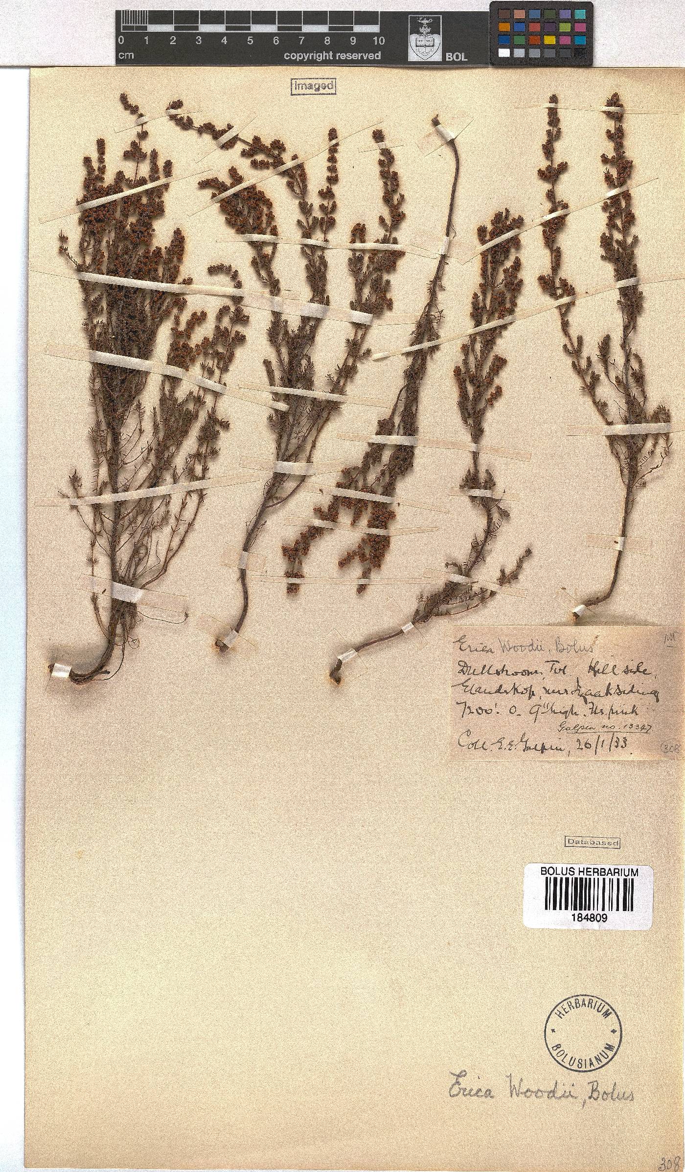 Erica woodii subsp. woodii image