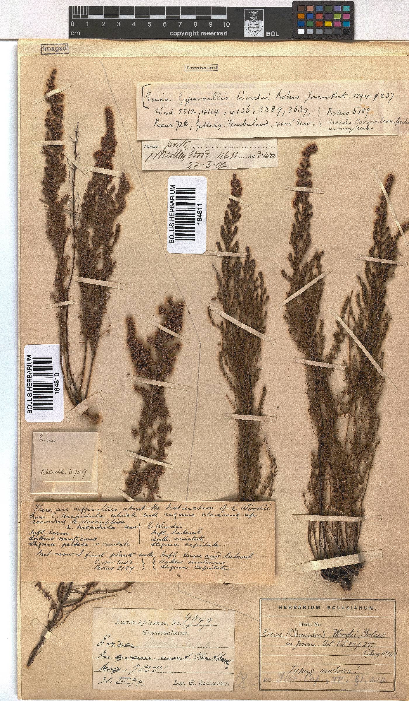 Erica woodii subsp. woodii image