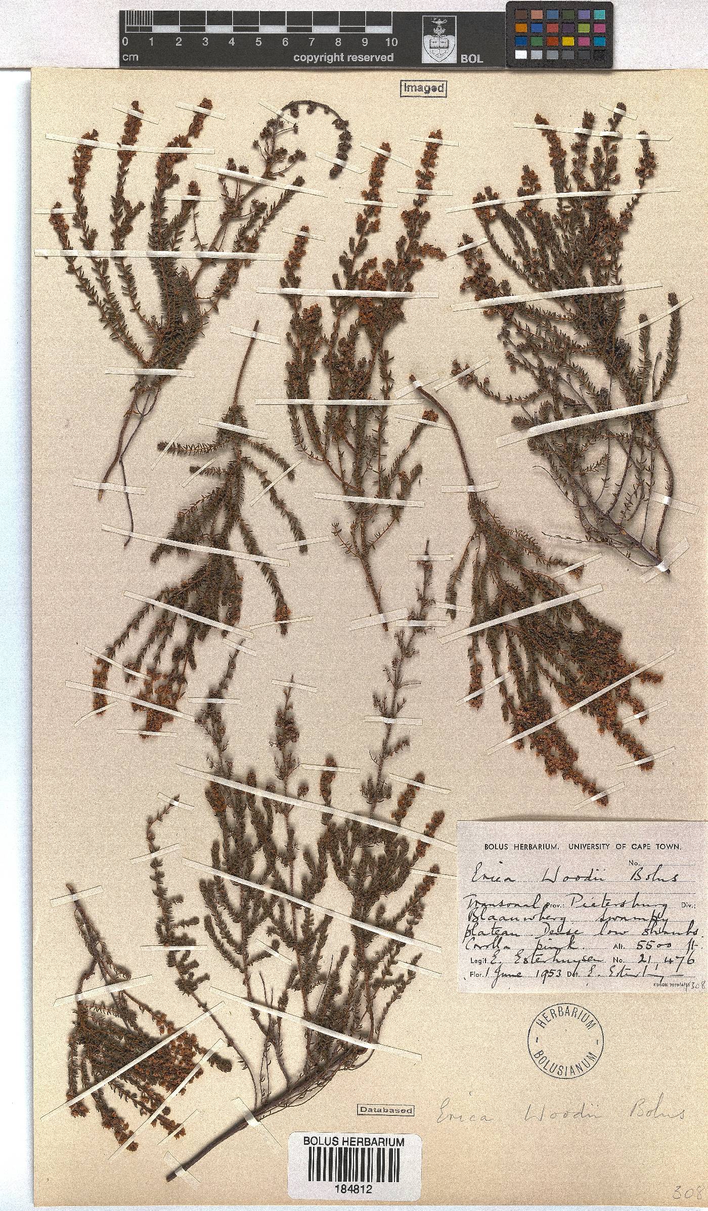 Erica woodii subsp. woodii image