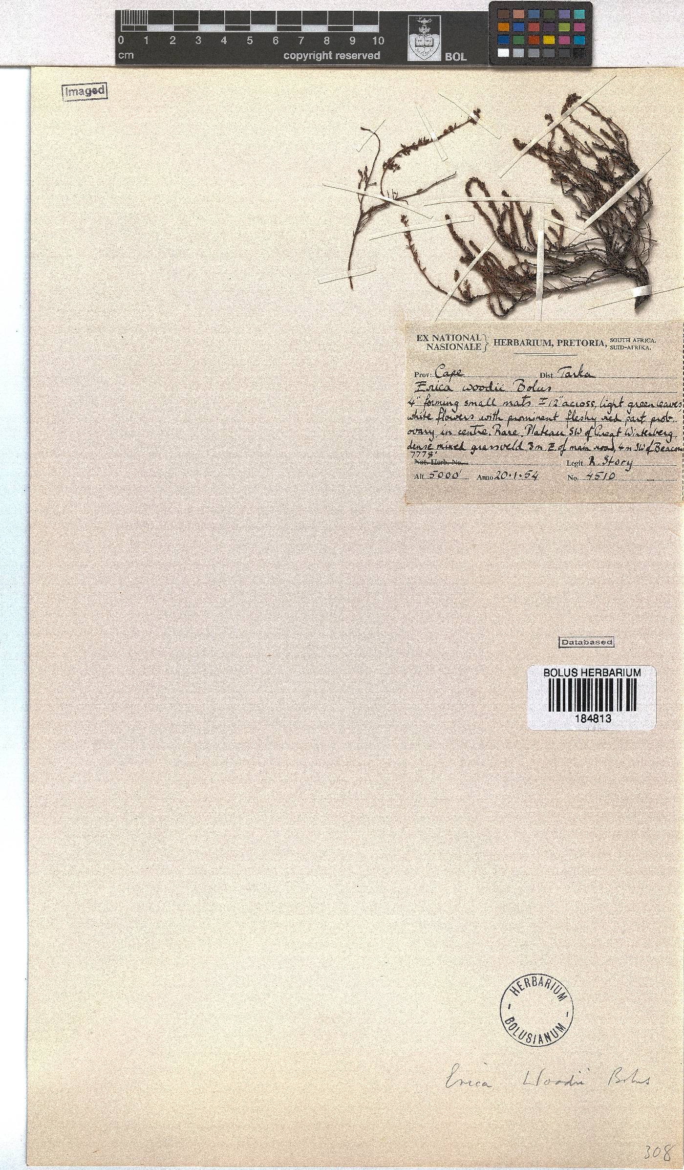 Erica woodii subsp. woodii image