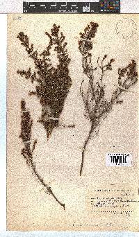 Erica woodii subsp. woodii image