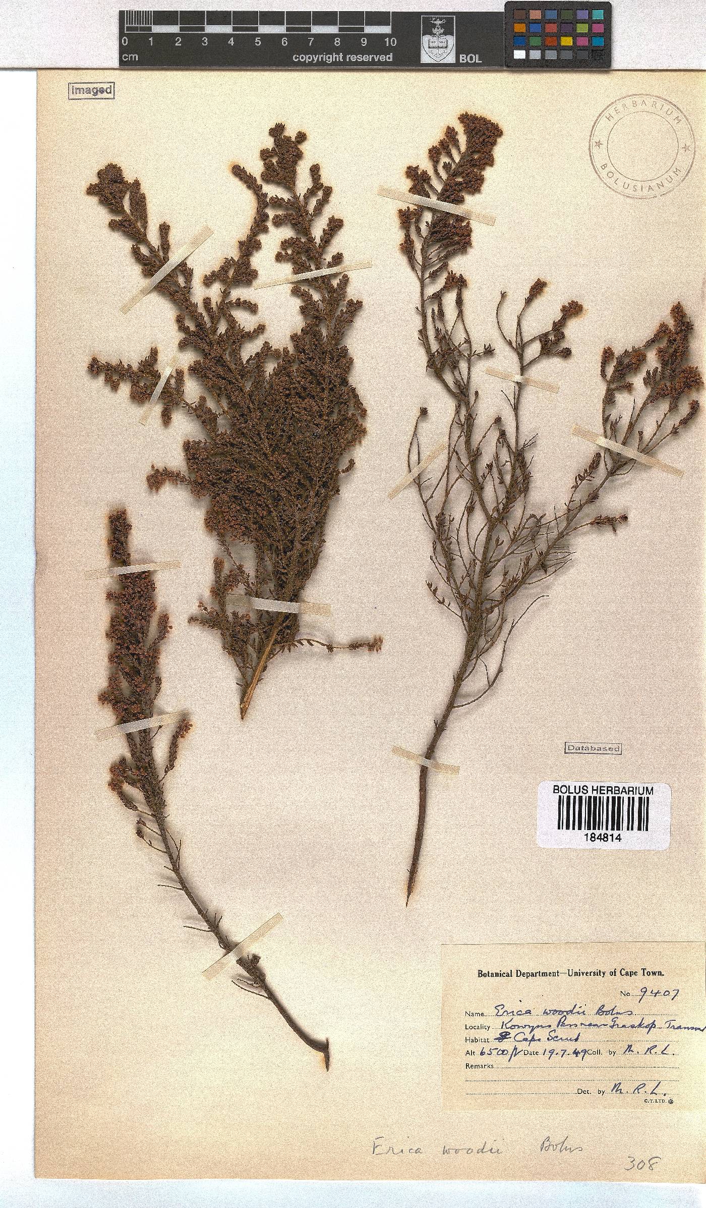 Erica woodii subsp. woodii image