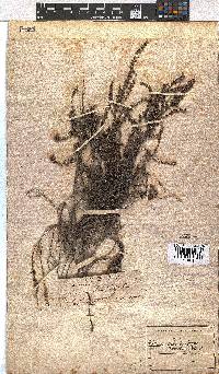 Erica woodii subsp. woodii image