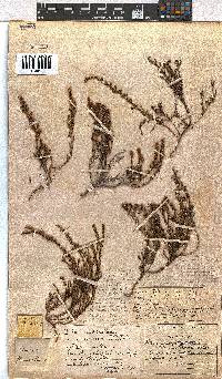 Erica woodii subsp. woodii image