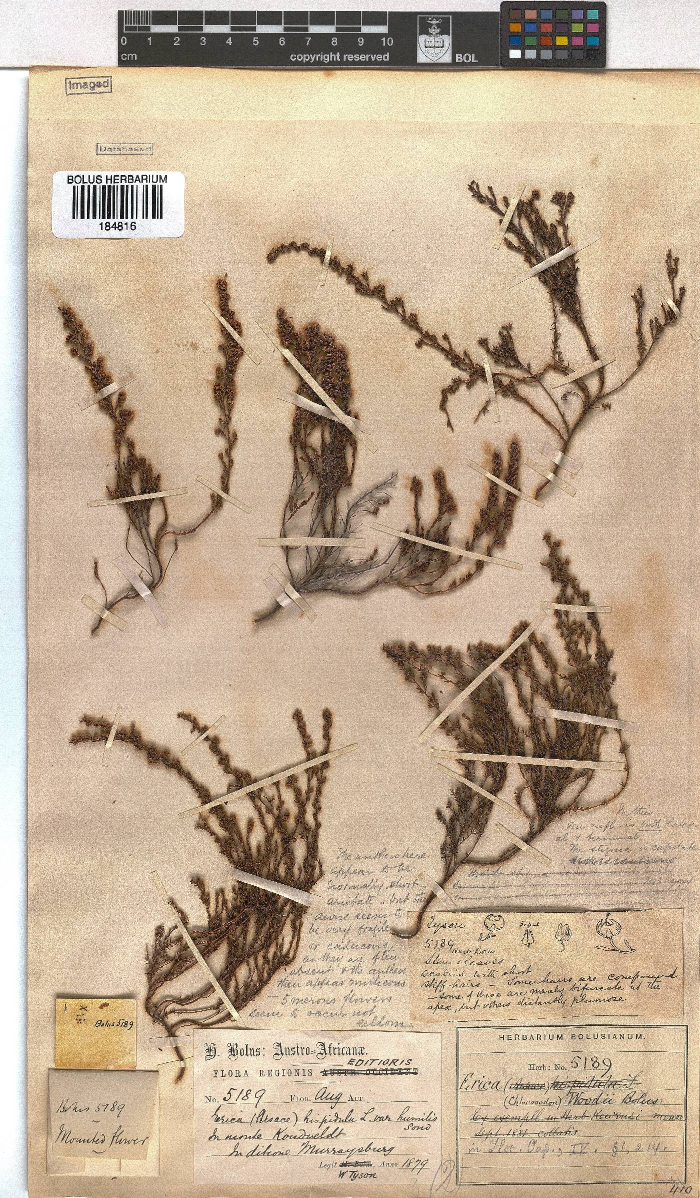 Erica woodii subsp. woodii image