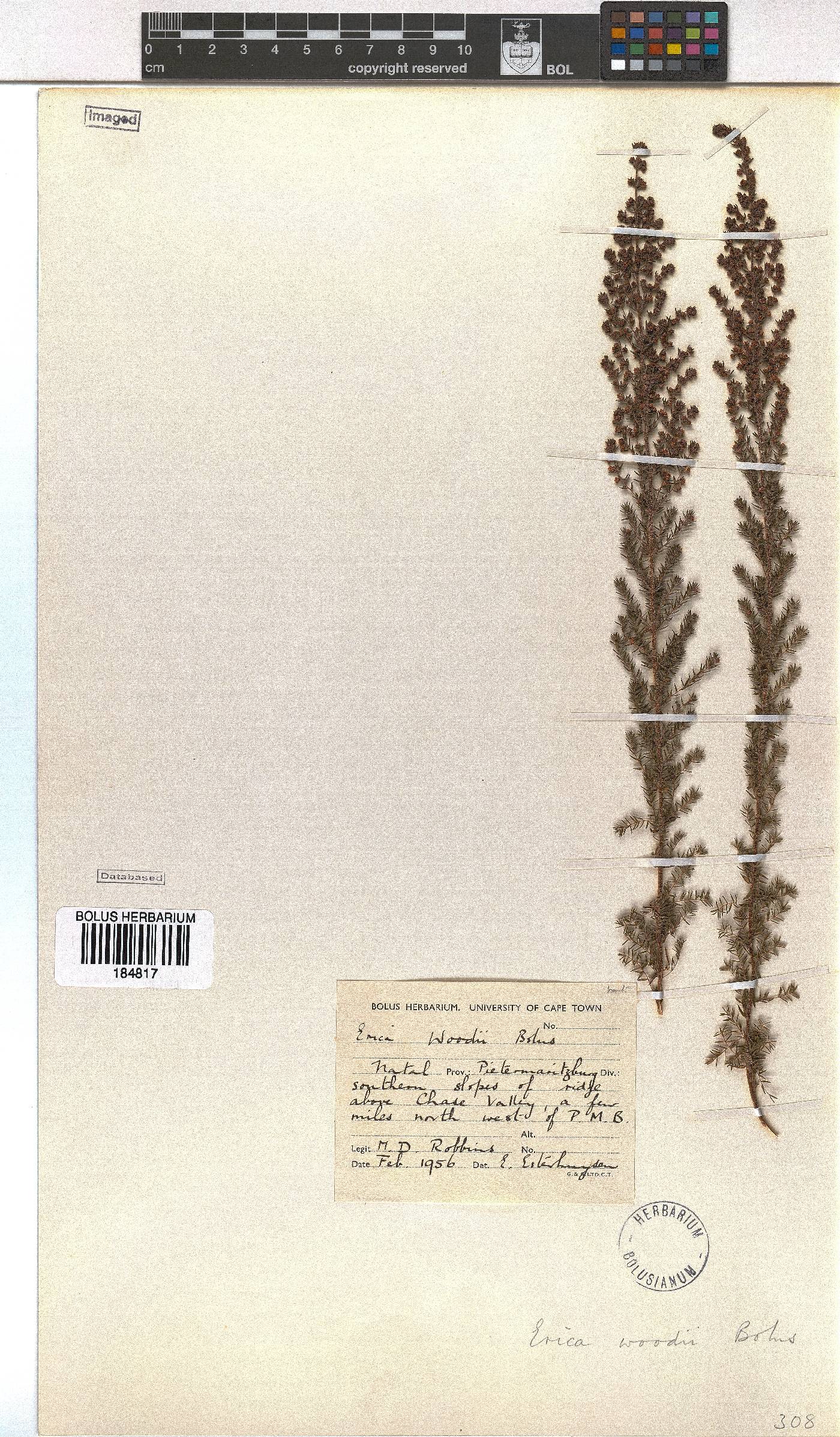 Erica woodii subsp. woodii image