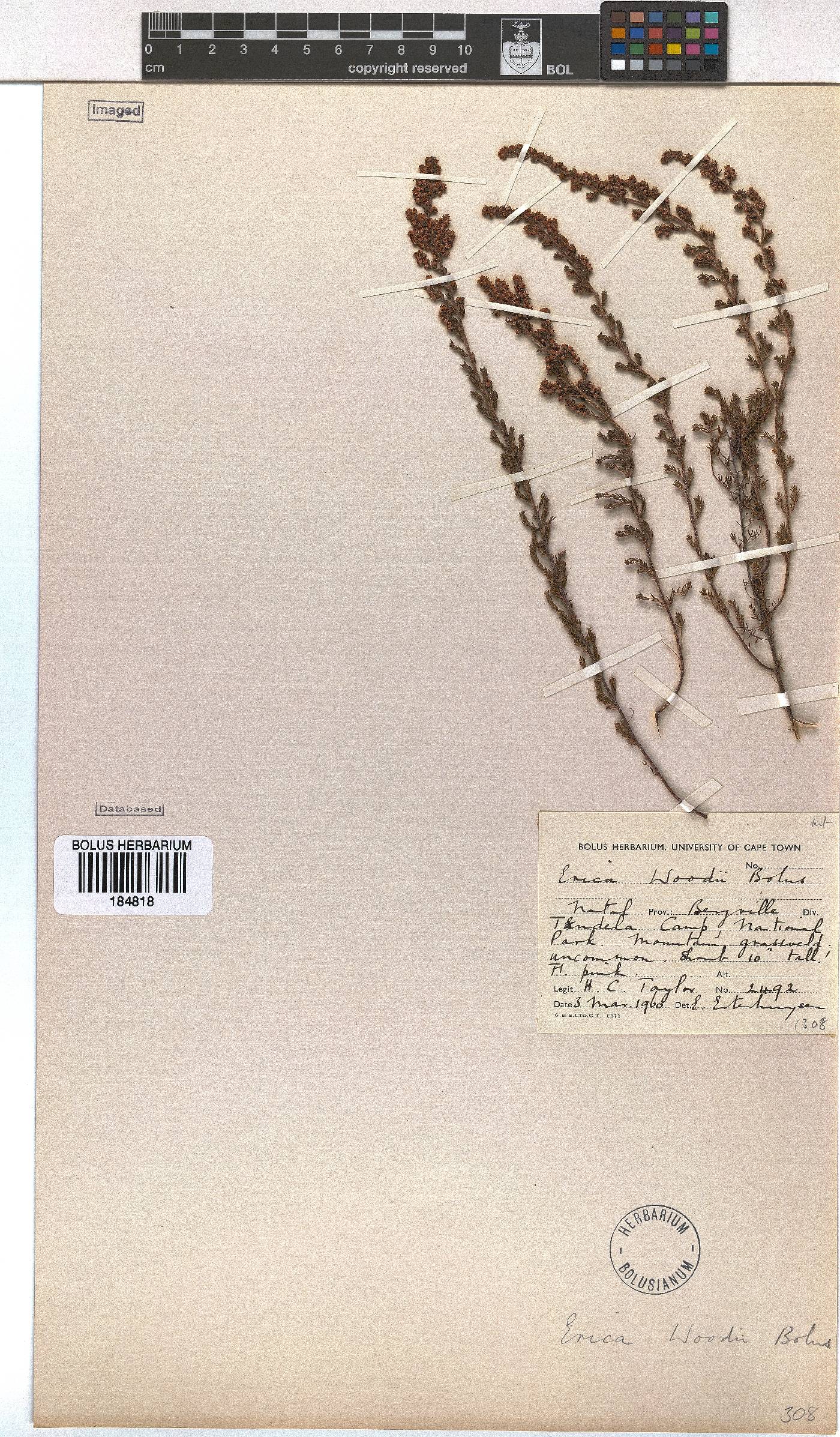 Erica woodii subsp. woodii image