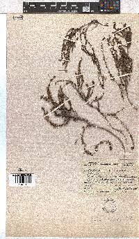 Erica woodii subsp. woodii image