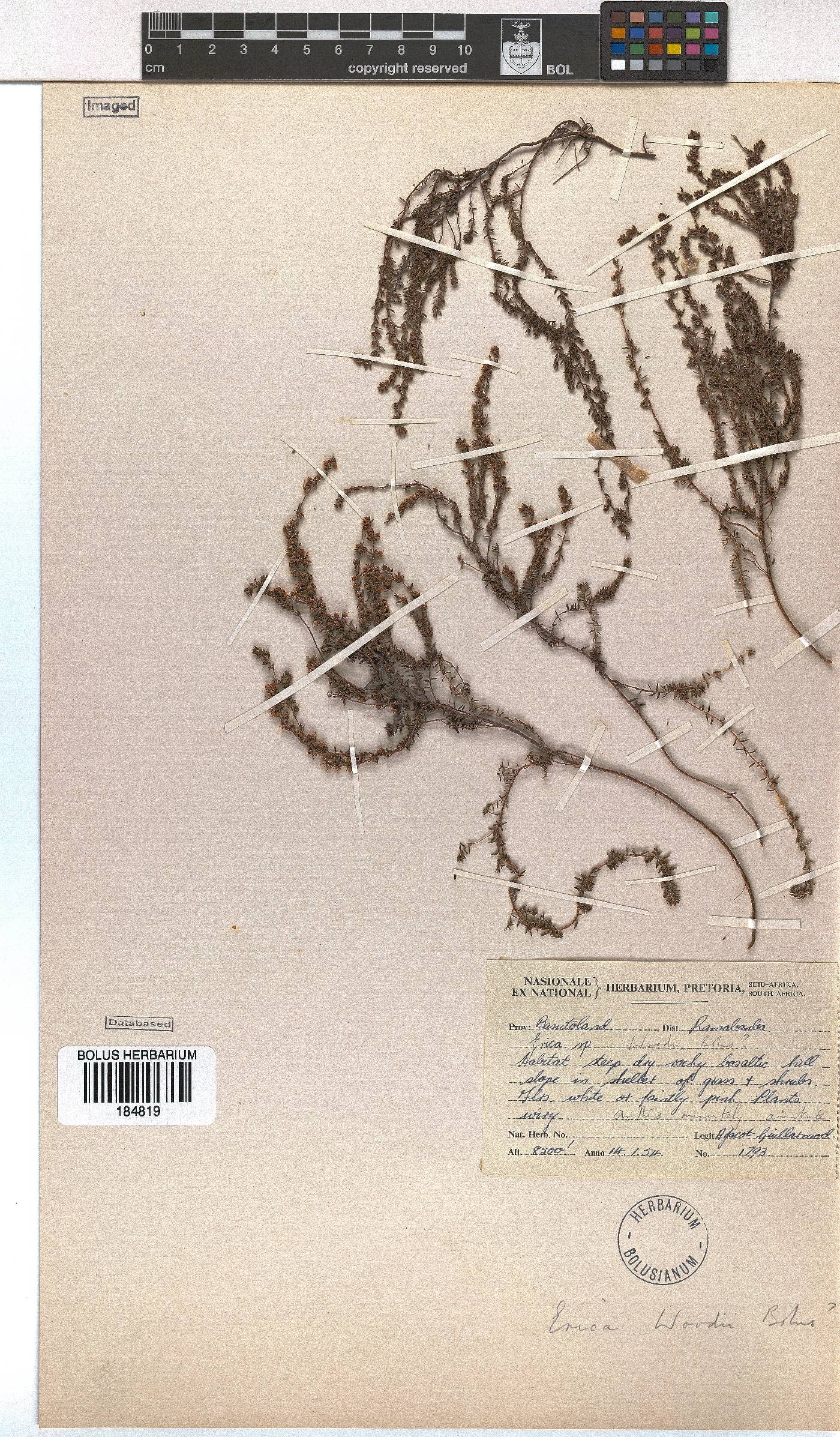 Erica woodii subsp. woodii image