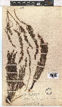 Erica woodii subsp. woodii image