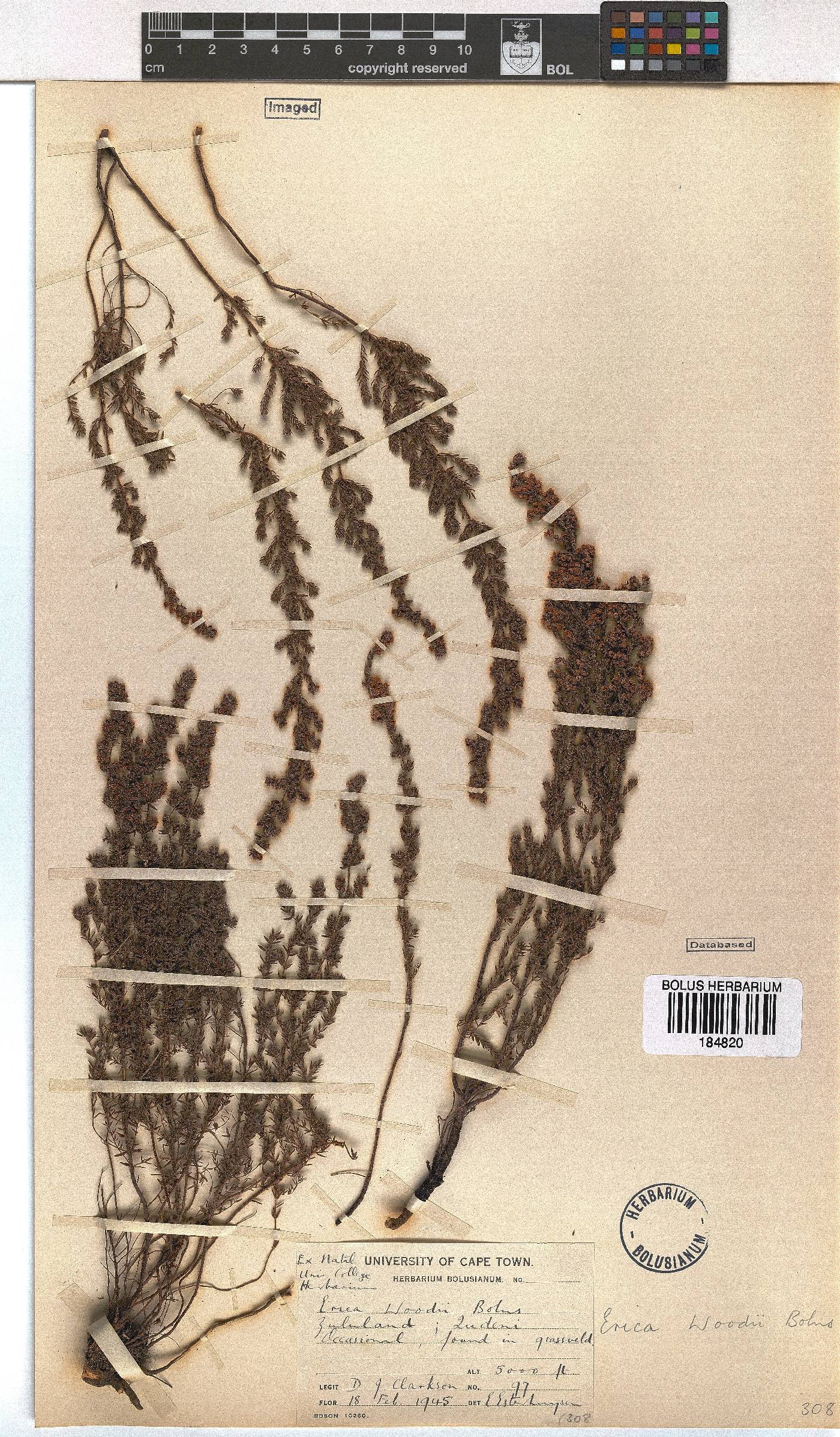 Erica woodii subsp. woodii image