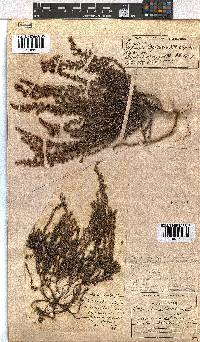 Erica woodii subsp. woodii image