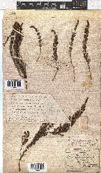 Erica woodii subsp. woodii image