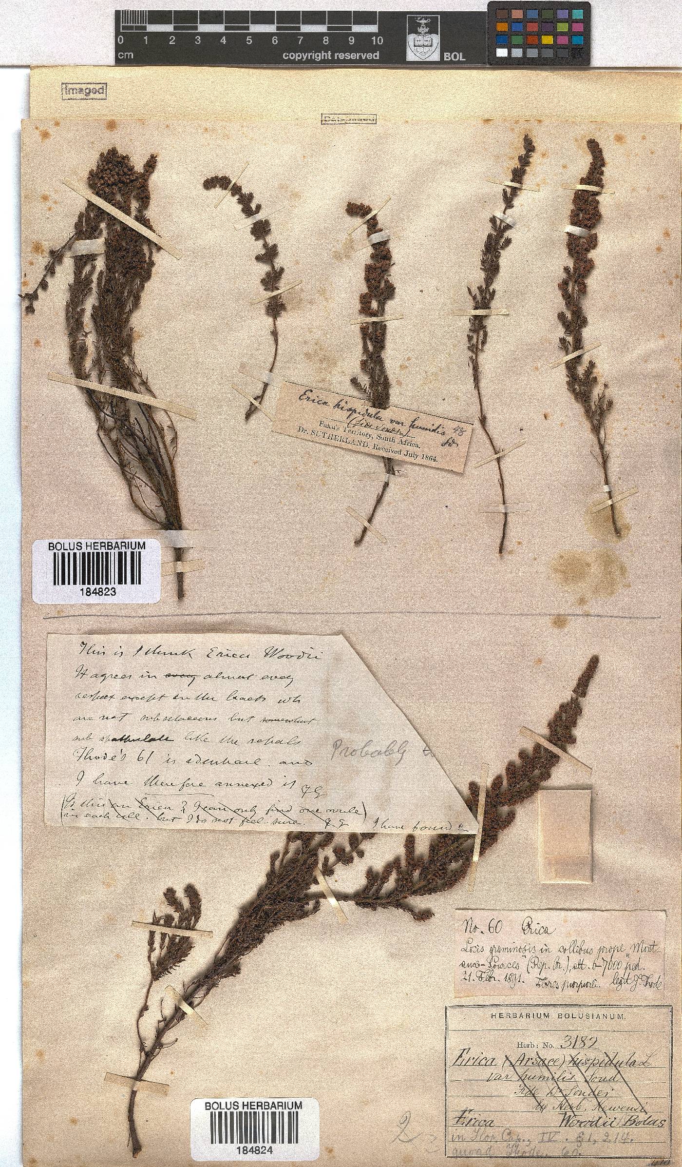 Erica woodii image