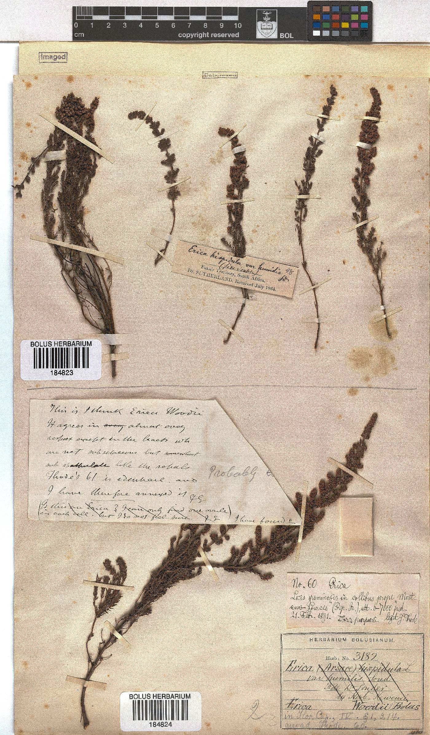 Erica woodii subsp. woodii image