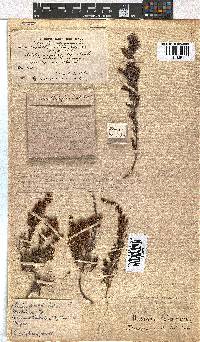 Erica woodii subsp. woodii image