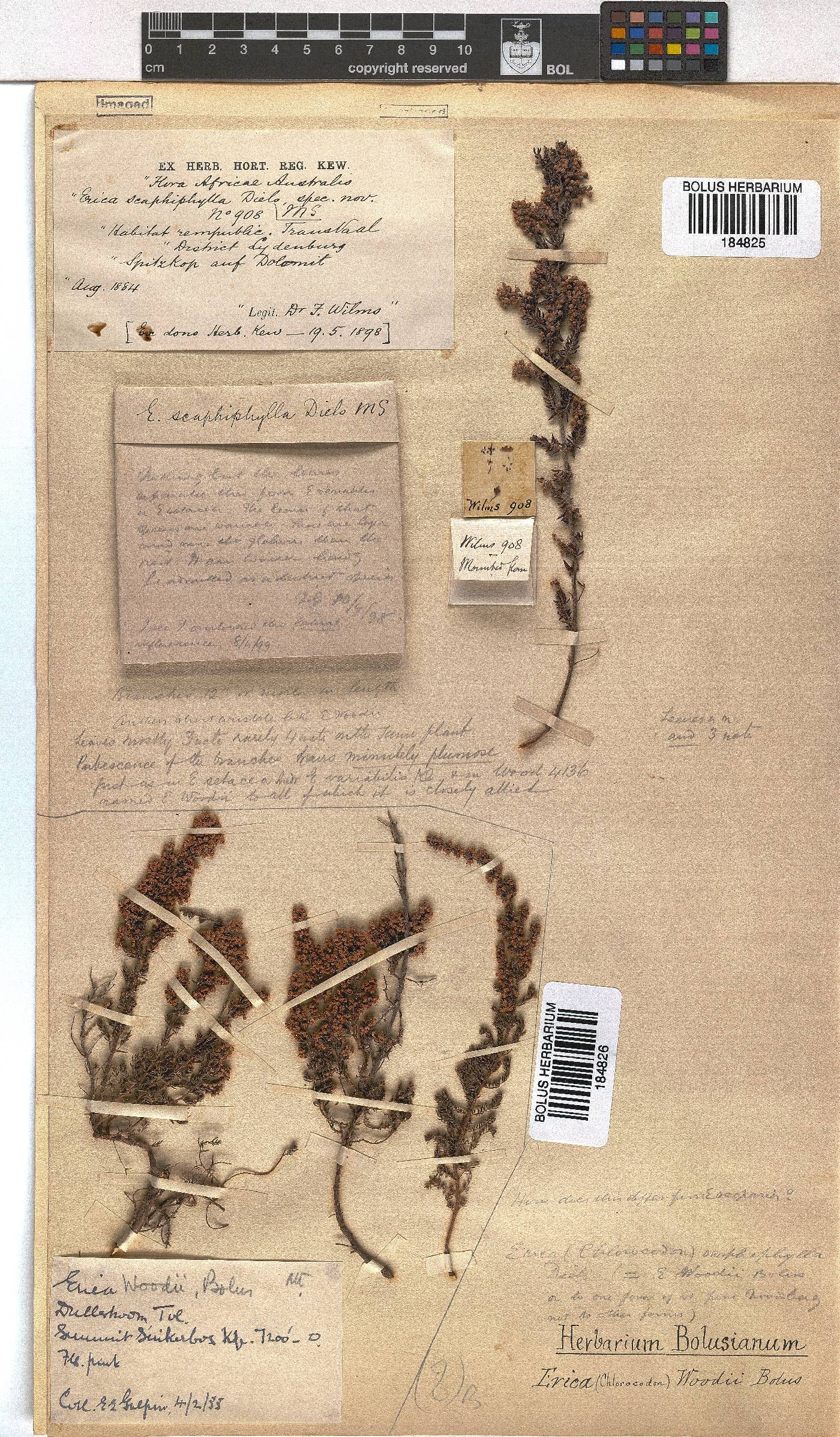 Erica woodii subsp. woodii image