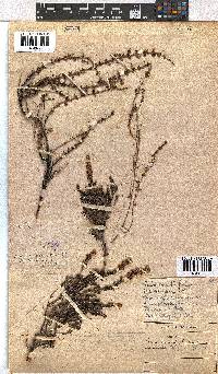 Erica woodii subsp. woodii image