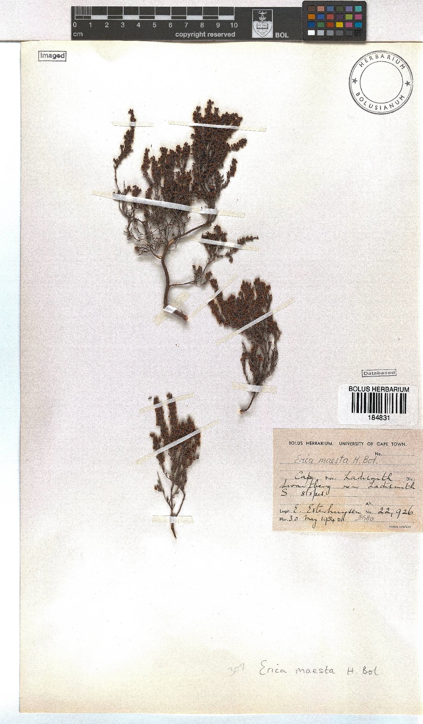 Erica maesta image