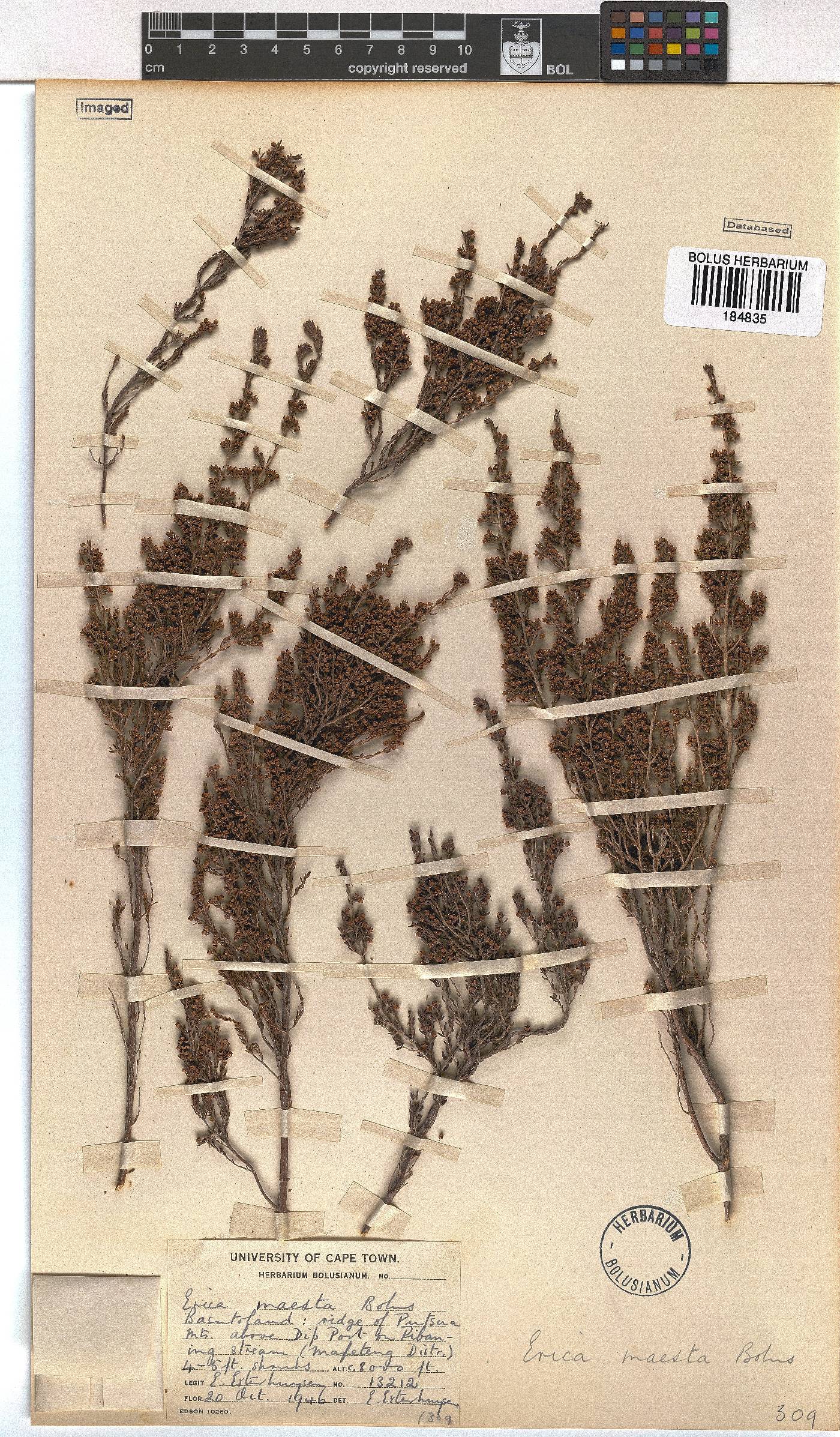 Erica maesta image