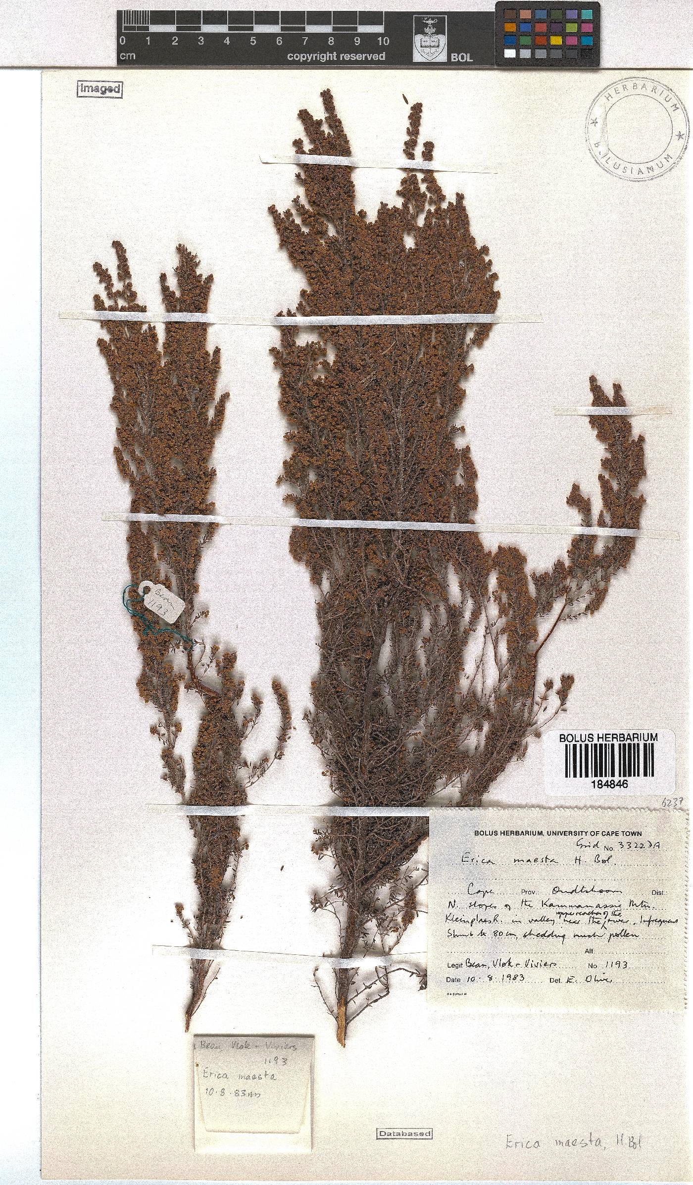 Erica maesta image