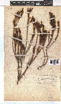 Erica coarctata image