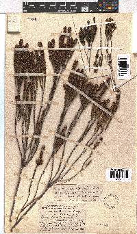 Erica coarctata image