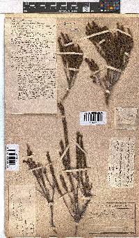 Erica coarctata image